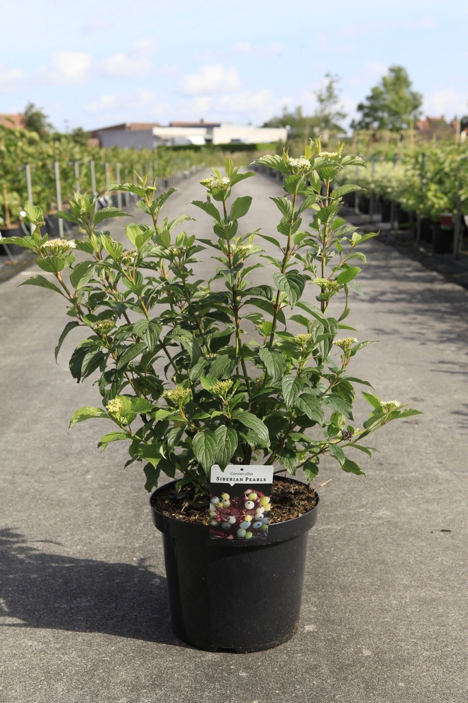 [P] Cornus alba 'Siberian Pearls' cont. 10L 80-100 cm +ф