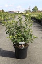 Cornus alba 'Siberian Pearls' Kont. 10L 80-100 cm +B