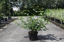 Cornus alba 'Siberian Pearls' cont. 10L 80-100 cm +f