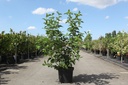 Cornus alba 'Siberian Pearls' cont. 10L 80-100 cm +p