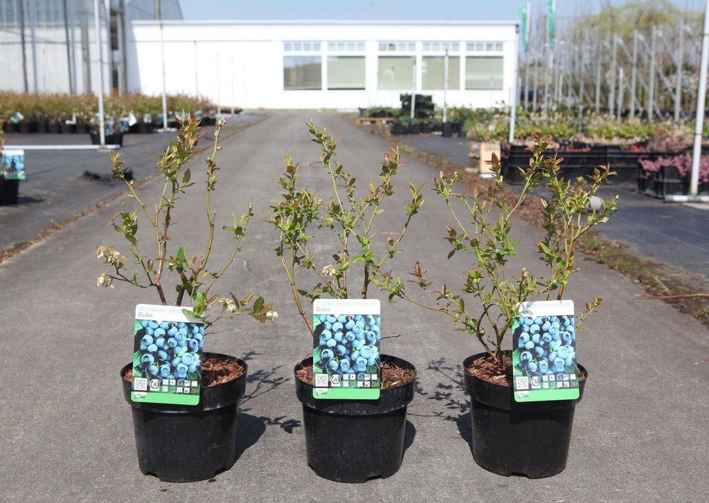 [P] Vaccinium corymbosum 'Duke' cont. 3L 30-40 cm +B