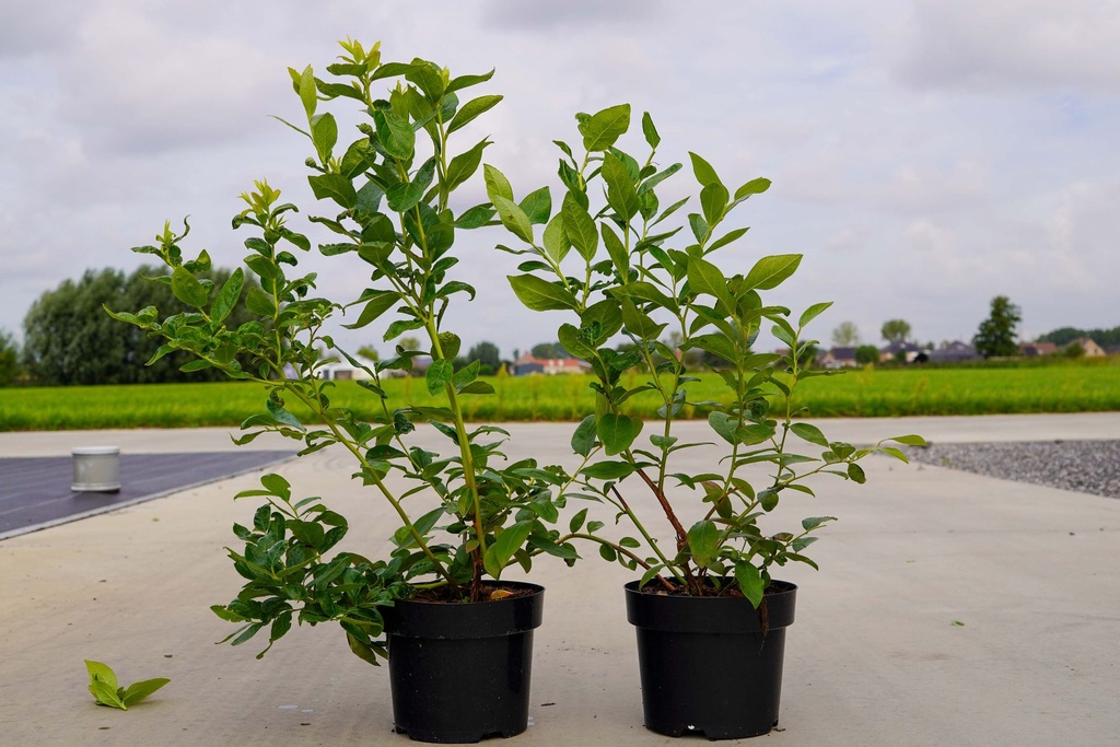 [P] Vaccinium corymbosum 'Duke' cont. 3L 30-40 cm +f