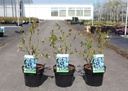 Vaccinium corymbosum 'Duke' cont. 3L 30-40 cm +p