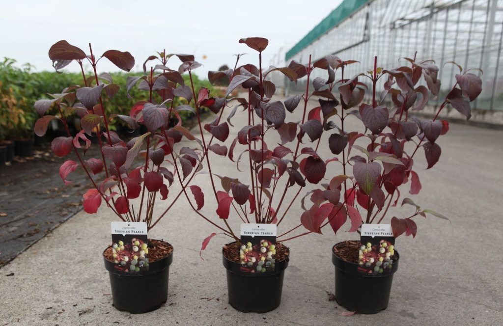 Cornus alba 'Siberian Pearls' cont. 3,6L 60/+ cm +B