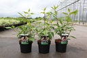 Cornus alba 'Siberian Pearls' cont. 3,6L 60/+ cm +ф