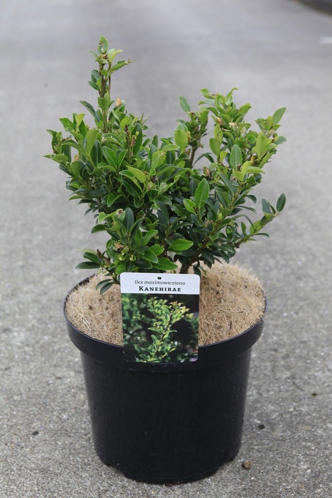 [P] Ilex maximowicziana 'Kanehirae' cont. 10L 40-50 cm +f