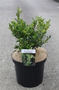Ilex maximowicziana 'Kanehirae' cont. 10L 40-50 cm +ф