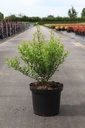 Ilex maximowicziana 'Kanehirae' cont. 10L 40-50 cm +p