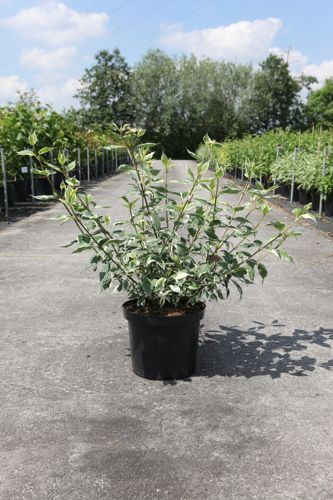 [P] Cornus alba 'Sibirica Variegata' cont. 10L 80-100 cm +B