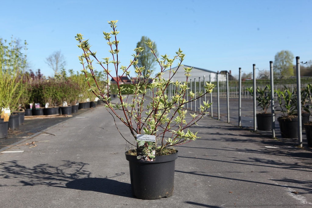 [P] Cornus alba 'Sibirica Variegata' cont. 10L 80-100 cm +p