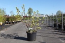 Cornus alba 'Sibirica Variegata' cont. 10L 80-100 cm +ф