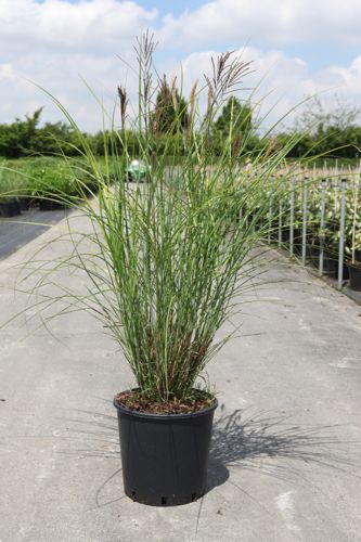 [P] Miscanthus sinensis 'Gracillimus' cont. 15L +B