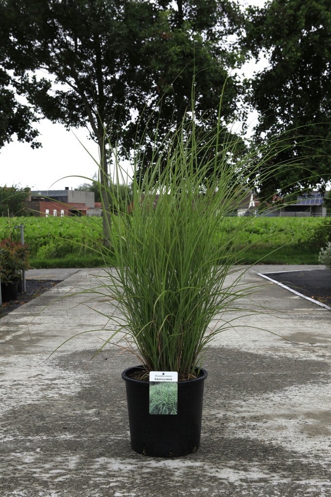 [P] Miscanthus sinensis 'Gracillimus' cont. 15L +B