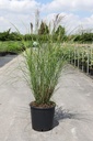 Miscanthus sinensis 'Gracillimus' cont. 15L +ф