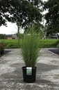 Miscanthus sinensis 'Gracillimus' cont. 15L +f
