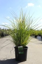 Miscanthus sinensis 'Gracillimus' cont. 15L +p