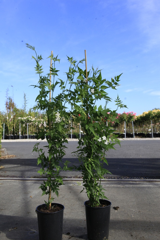 Jasminum officinale cont. 3L haut 80-100 cm +p