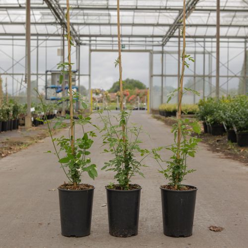 [P] Jasminum officinale cont. 3L hoch 80-100 cm +B