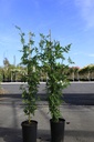 Jasminum officinale cont. 3L haut 80-100 cm +p