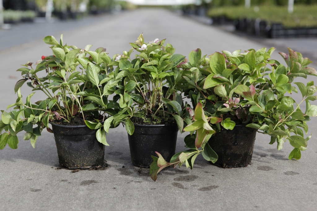 Cornus canadensis cont. 1,5L (P13)