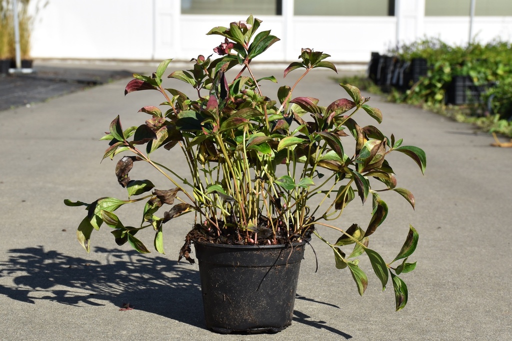 [P] Cornus canadensis vaso 1,5L (P13)