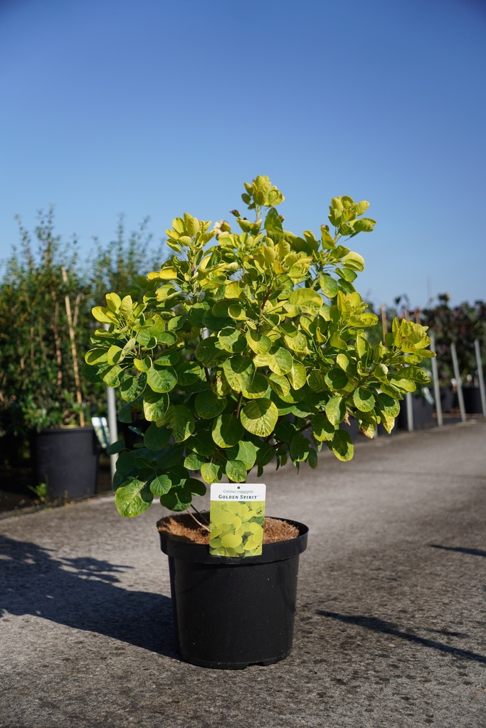 [P] Cotinus coggygria GOLDEN SPIRIT (PBR) cont. 10L 60-80 cm +ф