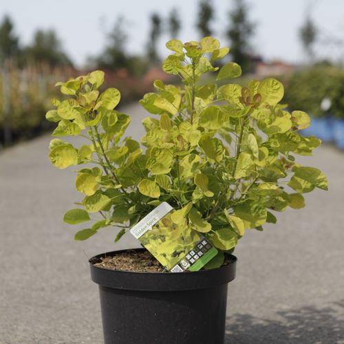 Cotinus coggygria GOLDEN SPIRIT (PBR) cont. 10L 60-80 cm +ф