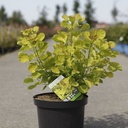 Cotinus coggygria GOLDEN SPIRIT (PBR) cont. 10L 60-80 cm +p