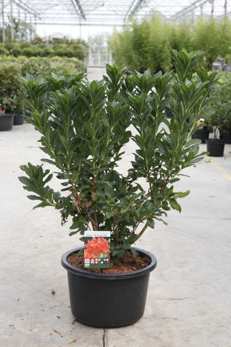 Rhododendron (AK) 'Koster's Brilliant Red' cont. 18L 80-100 cm +ф