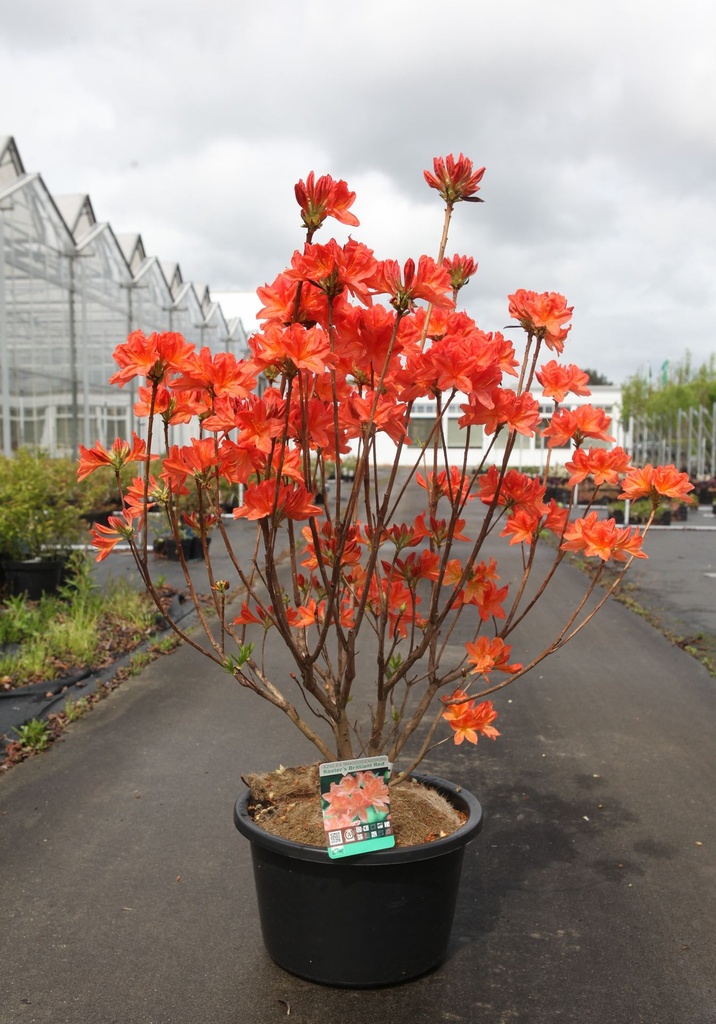 [P] Rhododendron (AK) 'Koster's Brilliant Red' cont. 18L 80-100 cm +ф