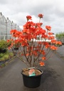 Rhododendron (AK) 'Koster's Brilliant Red' cont. 18L 80-100 cm +f