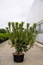 Rhododendron (AK) 'Koster's Brilliant Red' cont. 18L 80-100 cm +f