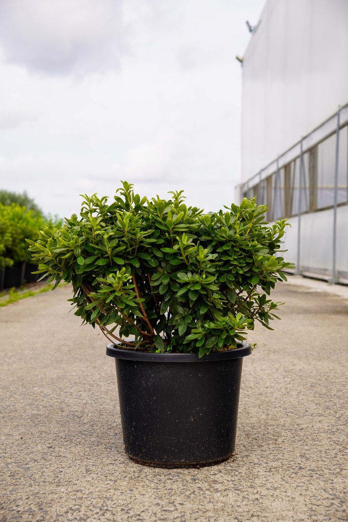 [P] Rhododendron (AJ) 'Luzi' cont. 12L 40/+ cm +f
