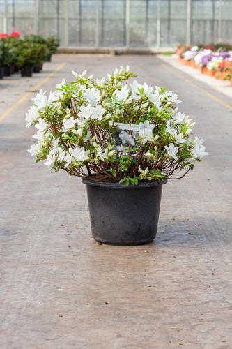 [P] Rhododendron (AJ) 'Luzi' cont. 12L 60/+ cm +ф