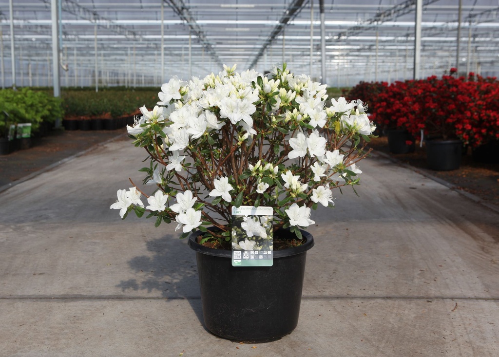 [P] Rhododendron (AJ) 'Luzi' cont. 12L 60/+ cm +B
