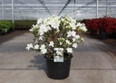 Rhododendron (AJ) 'Luzi' cont. 12L 60/+ cm +B