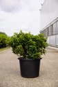 Rhododendron (AJ) 'Luzi' kont. 12L 40/+ cm +f
