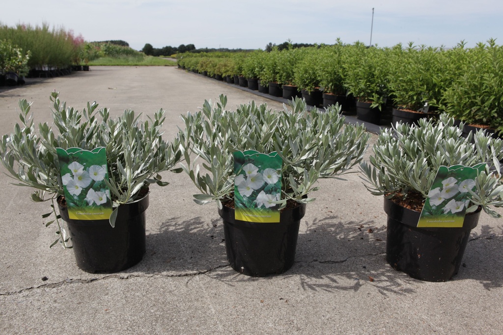 Convolvulus cneorum cont. 3,6L +f
