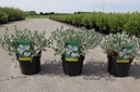 Convolvulus cneorum cont. 3,6L +f