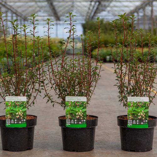 Enkianthus campanulatus cont. 3L 30-40 cm +ф