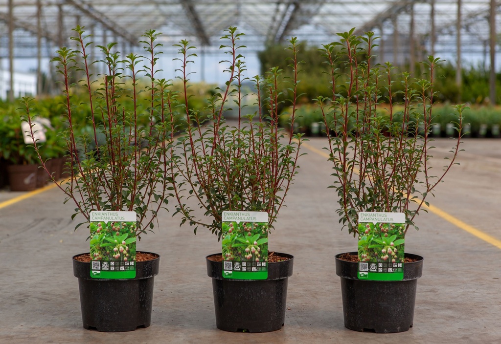Enkianthus campanulatus cont. 3L 30-40 cm +f