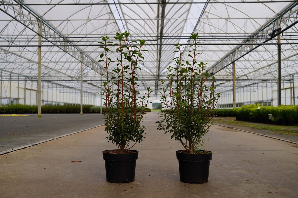 [P] Enkianthus campanulatus cont. 3L 30-40 cm +p