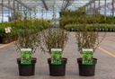 Enkianthus campanulatus cont. 3L 30-40 cm +p