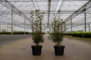 Enkianthus campanulatus vaso 3L 30-40 cm +f