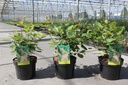 Cotinus coggygria cont. 3,6L 40/+ cm +f