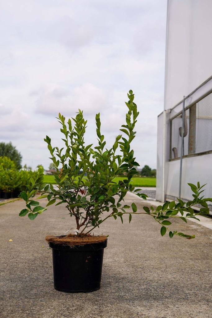 [P] Vaccinium corymbosum 'Bluegold' Kont. 10L 60-80 cm +B