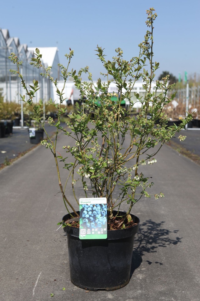 [P] Vaccinium corymbosum 'Bluegold' cont. 10L 60-80 cm +p