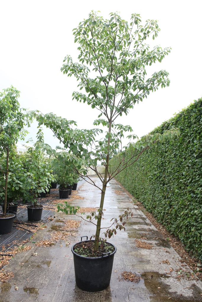 Cornus controversa cont. 110L 300/+ cm