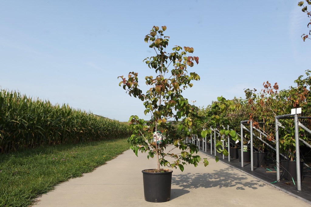 Cornus controversa cont. 18L 125-150 cm +ф