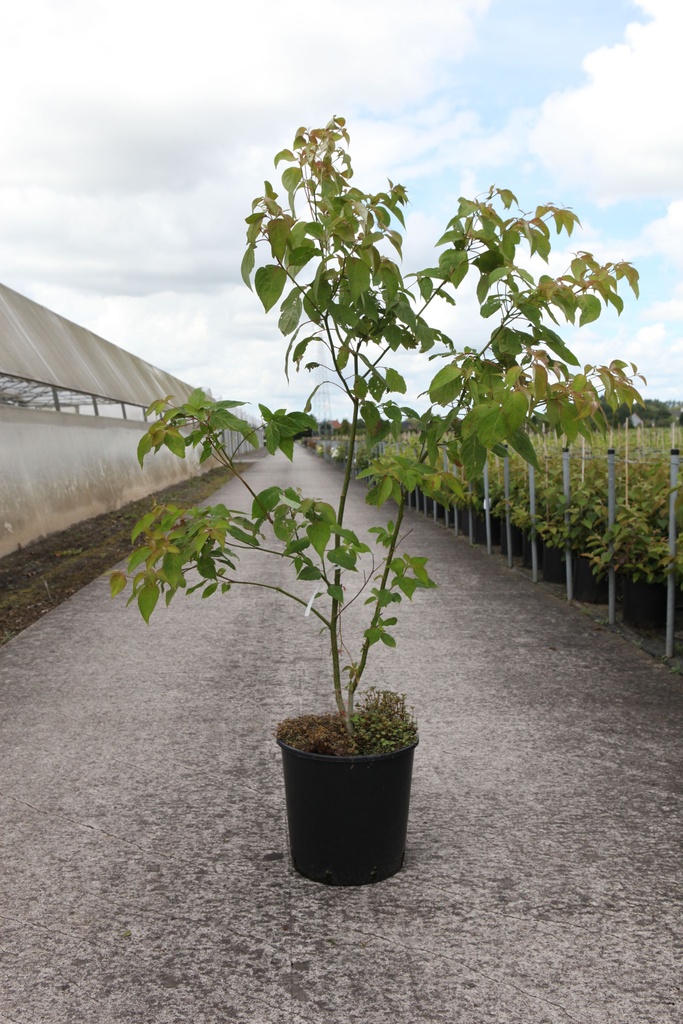 Cornus controversa cont. 18L 125-150 cm +f